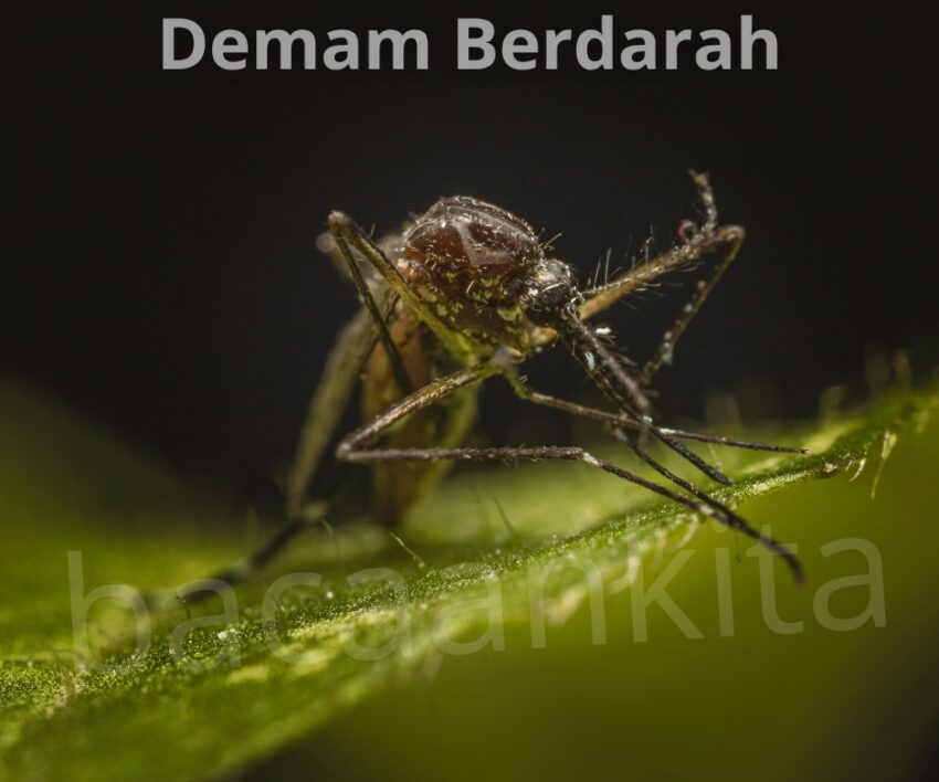 Penyakit demam berdarah