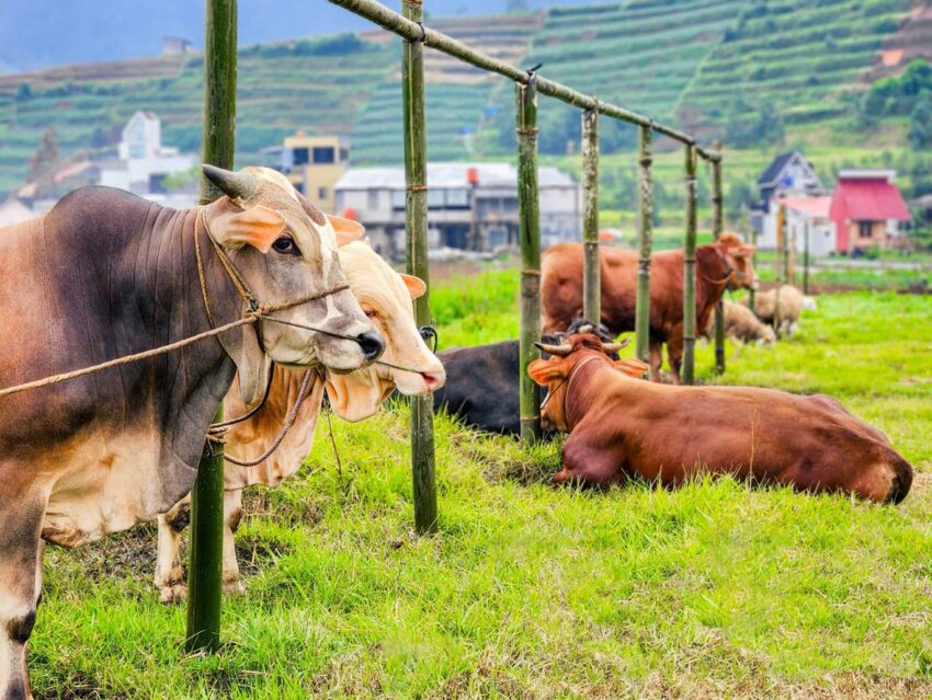 thumbnail hewan qurban