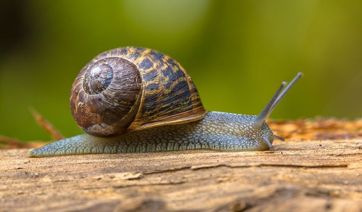 Manfaat Bekicot buat Kesehatan 2