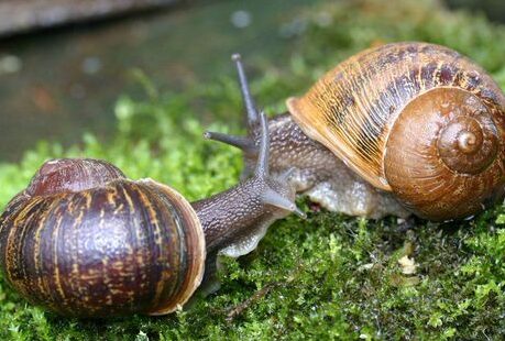 Manfaat Bekicot buat Kesehatan 3