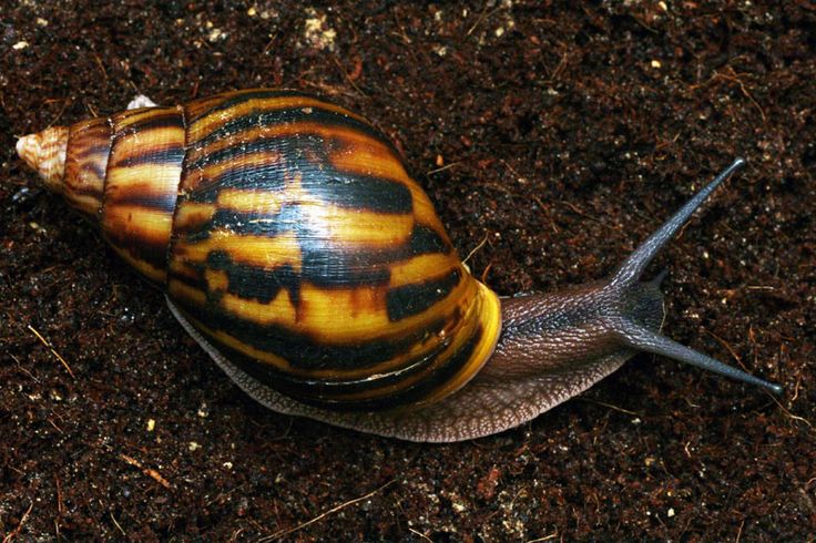 Manfaat Bekicot buat Kesehatan 4